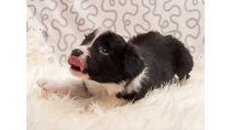 Кобель 1